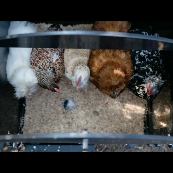 Nestera - Easy cleaning Chicken Coop (2-5 hens) - Image 7